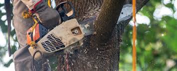 Best Lawn Maintenance Plans  in Clifton, NJ