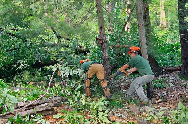 Best Emergency Tree Removal  in Clifton, NJ