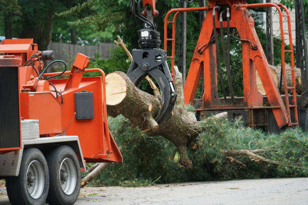 Best Lot and Land Clearing  in Clifton, NJ