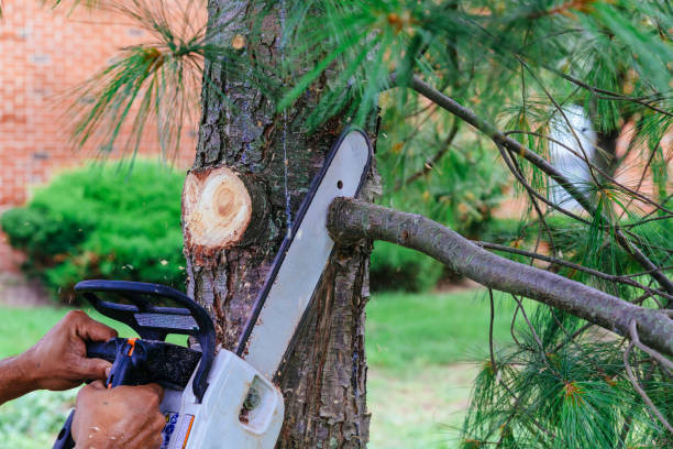 Best Stump Grinding and Removal  in Clifton, NJ